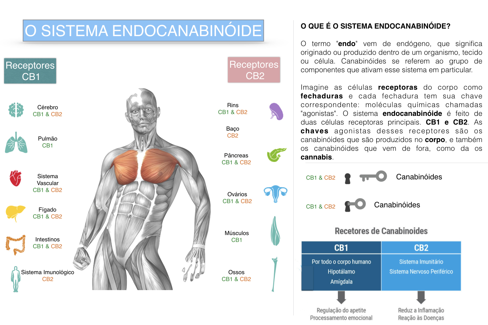 O que é o sistema endocanabinoide e qual é o seu papel? - Dor