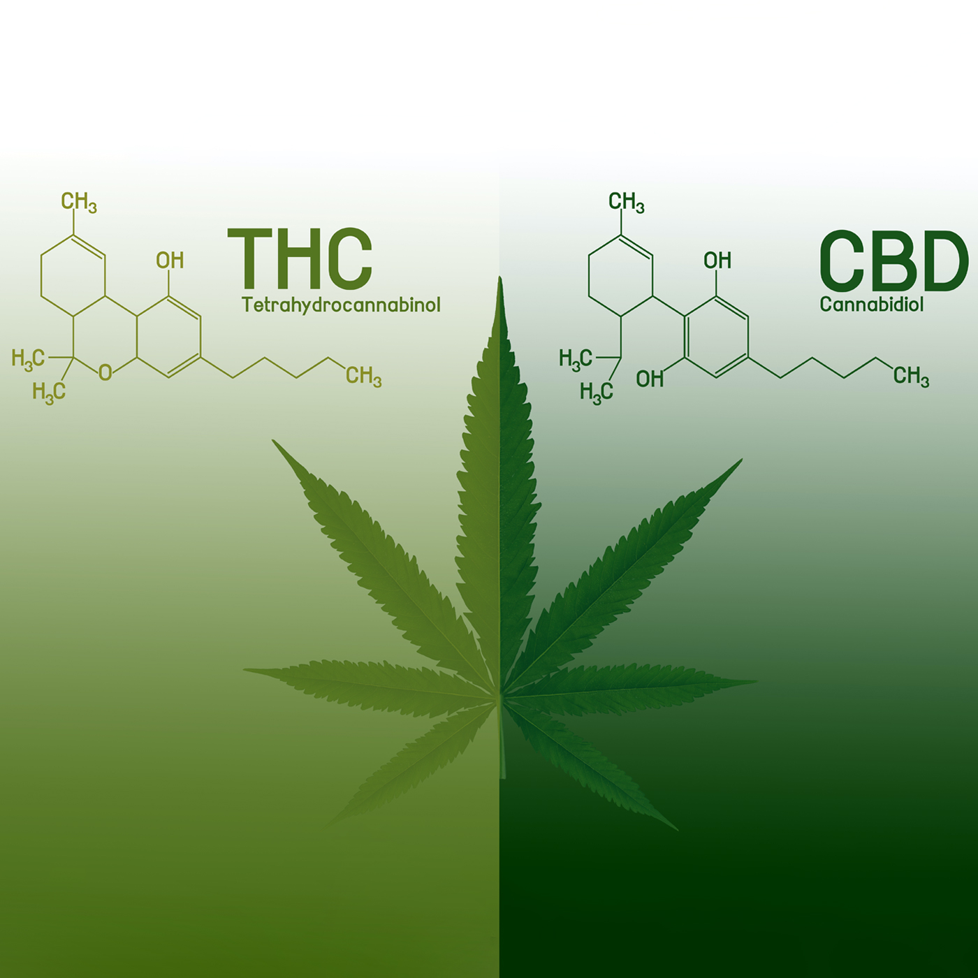 O mundo da Cannabis - O sistema Endocannabinoid